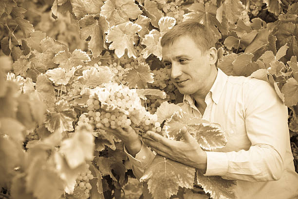 istock vintner with clusters of grape outdoors 619639506