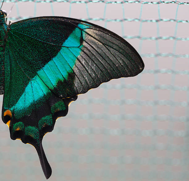 istock Closeup butterfly on flower. 619639824