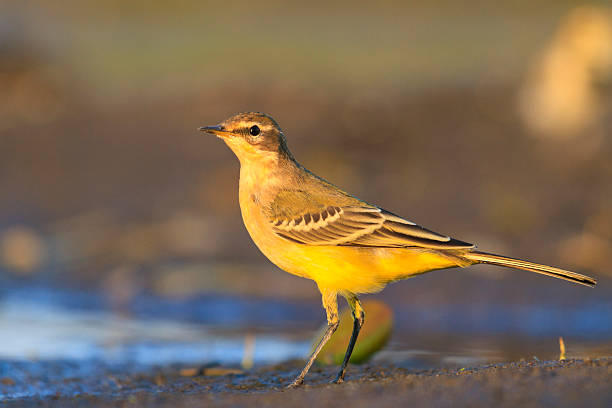 istock yellow wagtail on a background of dark 619639862