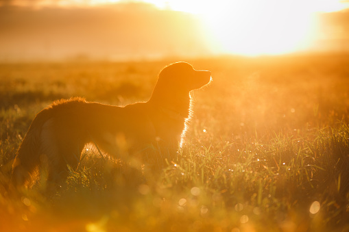 Nova Scotia Duck Tolling Retriever Dog in the grass in the morning at dawn