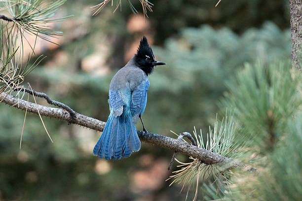 steller's jay perched lodgepole sosny colorado rocky mountains - evergreen tree obrazy zdjęcia i obrazy z banku zdjęć