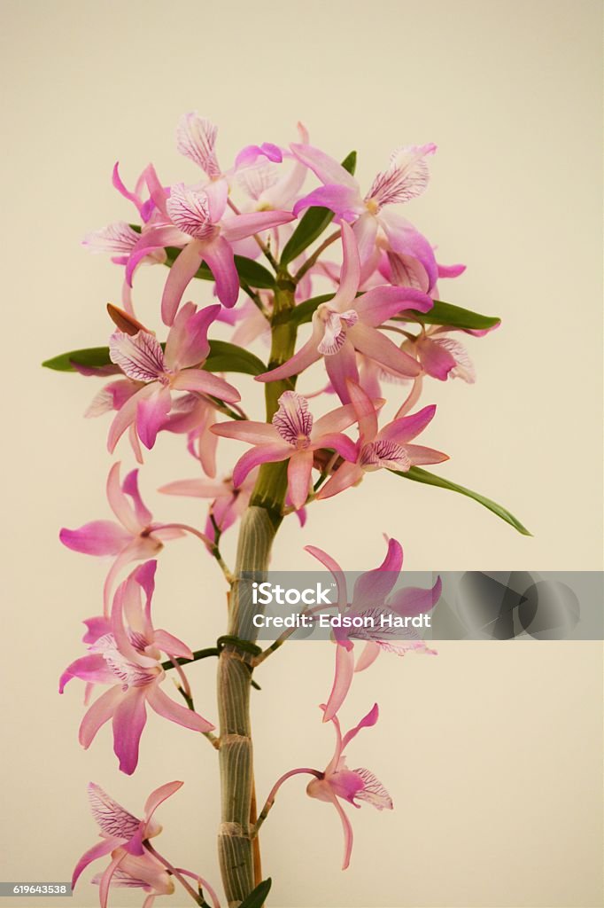 Hermosas Orquídeas Denphal Foto de stock y más banco de imágenes de Belleza  de la naturaleza - Belleza de la naturaleza, Botánica, Brasil - iStock