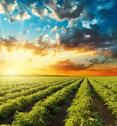 bright orange sunset in dramatic sky over green field with tomatoes