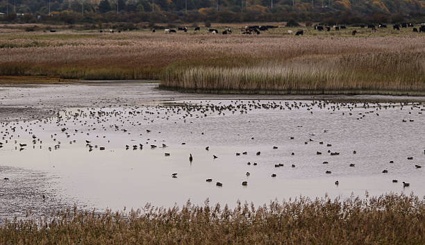 istock Farlington Marshes Portsmouth 619645274