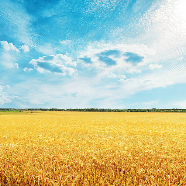 istock golden harvest field with wheat and clouds 619645648
