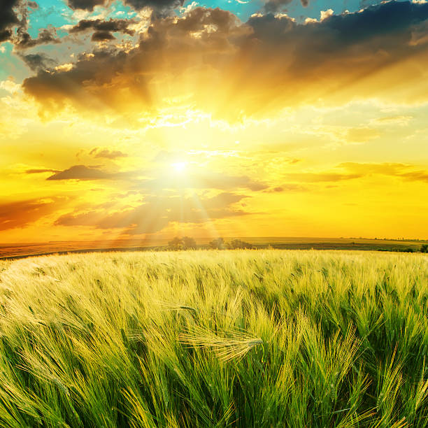 istock sun in cloudy sunset over green field 619646146