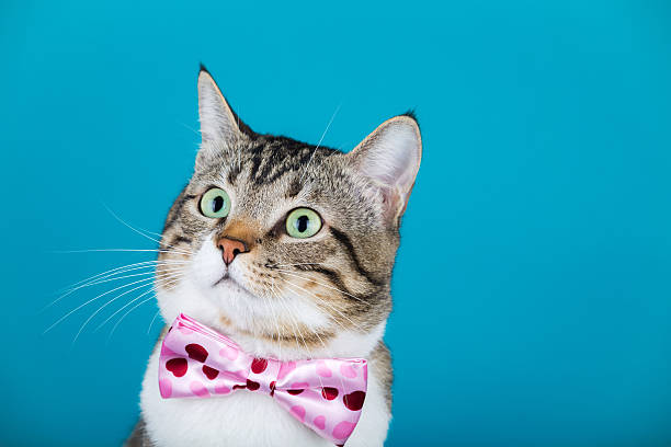 istock Cat  with a ribbon,bow sitting and looking to camera 619646424