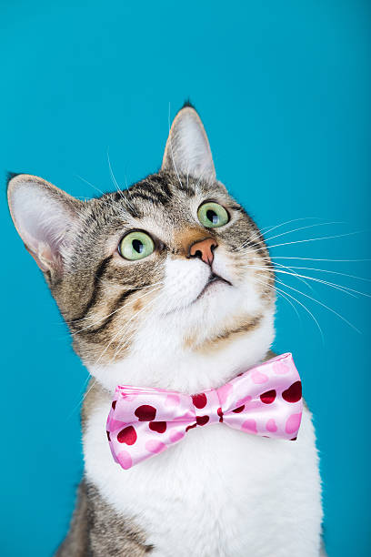 istock Surprised Cat looking up  with a ribbon,bow 619646482