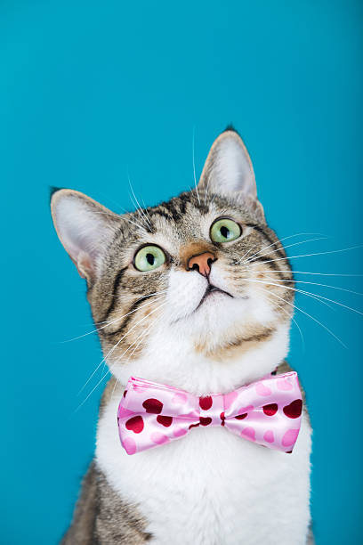 istock Cat sitting and looking up with a ribbon 619646524