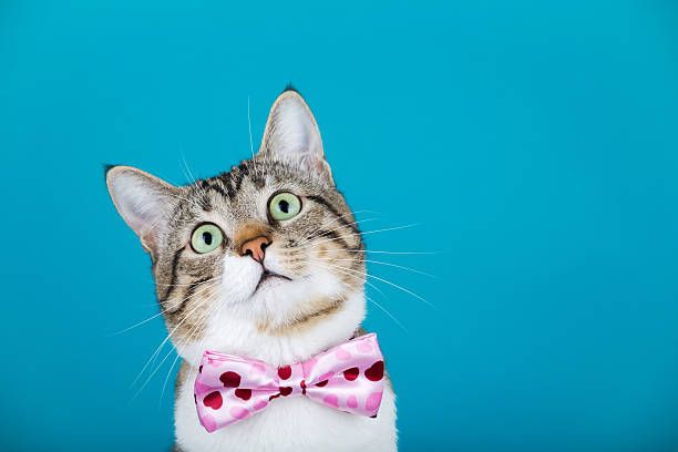 istock Surprised Cat looking up  with a ribbon 619646580