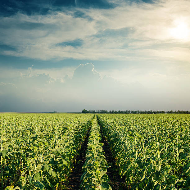 istock green sunflowers field and low sun in clouds 619646768