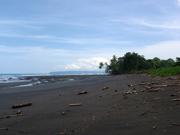 istock Empty Beach witth lots of driftwood 619647004