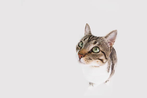 istock Funny cat Surprised  sitting and looking to camera 619647030