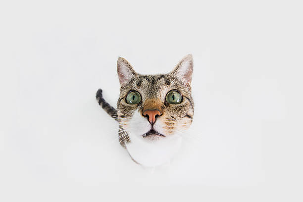 istock Funny cat Surprised  sitting and looking to camera 619647090