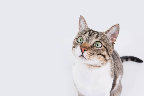 istock Surprised Cat  sitting and looking up 619647158