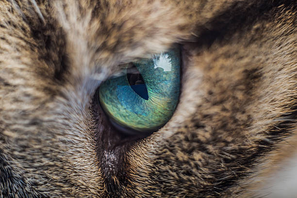 istock Macro shoot of cat eye 619647480
