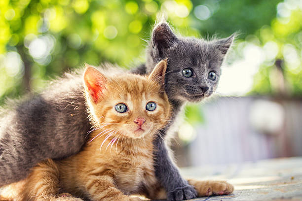 istock Two adorable kittens playing together 619647566