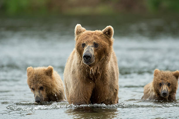 istock Alaskan brown bear sow and cubs 619647802
