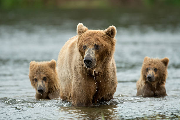 istock Alaskan brown bear sow and cubs 619647828
