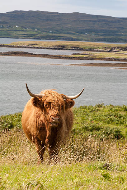 istock Scottish highland cow 619648124