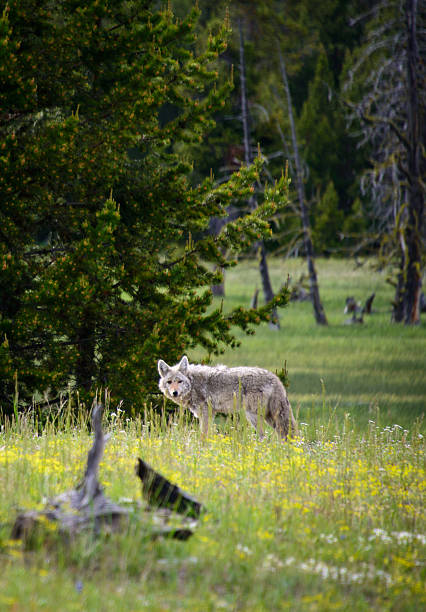 istock Yellowstone National Park 619648310