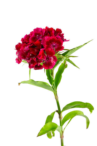 istock small carnation flowers isolated on white 619649762