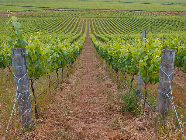 View of organic vineyard View of an organic vineyard in marlborough region New Zeland marlborough region vineyard chardonnay grape new zealand stock pictures, royalty-free photos & images