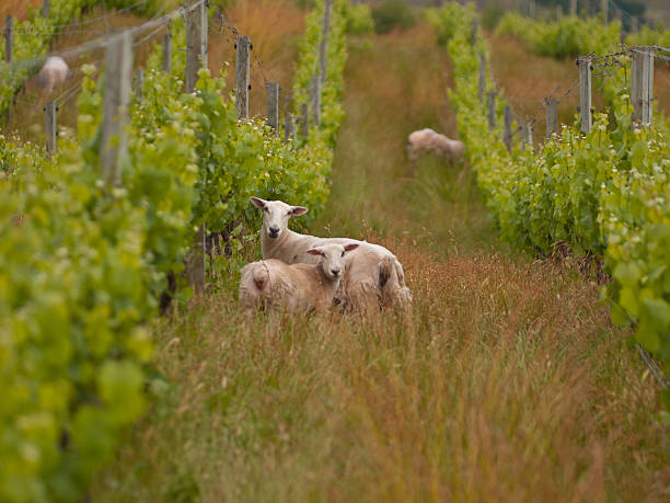 sheep in organic vineyard sheep are grazing in organic vineyard in marlborough wine region New Zealand marlborough region vineyard chardonnay grape new zealand stock pictures, royalty-free photos & images