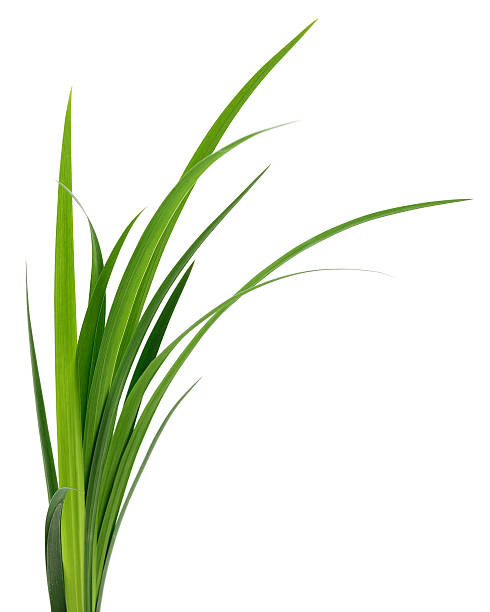 Green grass leaves. Long blades of green grass isolated on white background.. blade of grass photos stock pictures, royalty-free photos & images