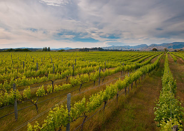 new zealand vineyard overview new zealand vineyard overview with hills backdrop marlborough region vineyard chardonnay grape new zealand stock pictures, royalty-free photos & images