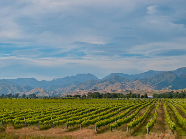 new zealand vineyard blue hills new zealand vineyard with misty blue hills backdrop marlborough region vineyard chardonnay grape new zealand stock pictures, royalty-free photos & images