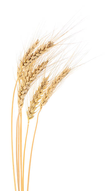 istock Ears of wheat. 619651916