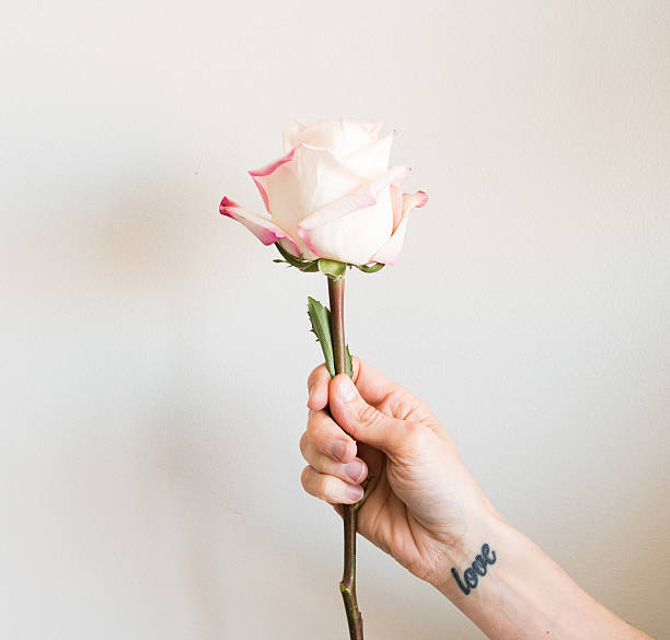 Woman's hand holding long stemmed single pink and cream rose
