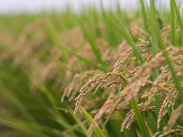 istock Ripe ear of rice 619652748