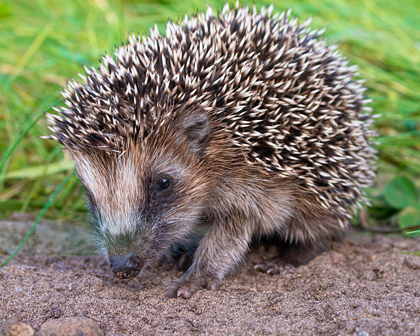 istock Hedgehog Baby close up 619653024