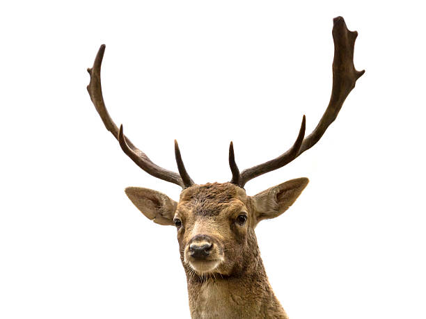 istock Head of fallow deer on white background 619653608
