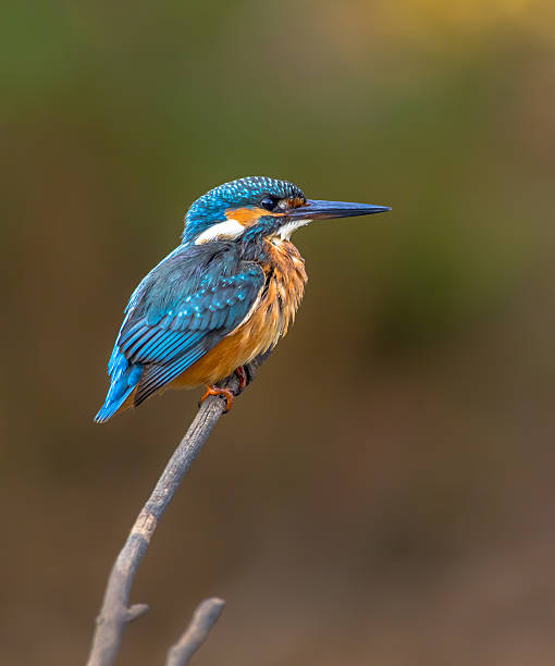 Common European Kingfisher waiting Common European Kingfisher (Alcedo atthis) perched on a stick above the river and waiting for fish. This sparrow-sized bird has the typical short-tailed, large-headed kingfisher profile; it has blue upperparts, orange underparts and a long bill. kingfisher stock pictures, royalty-free photos & images