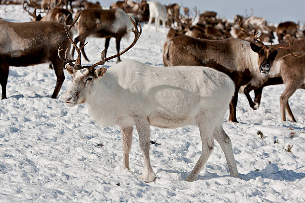 istock Group of caribou 619654184