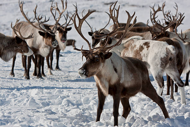 istock Group of caribou 619654296