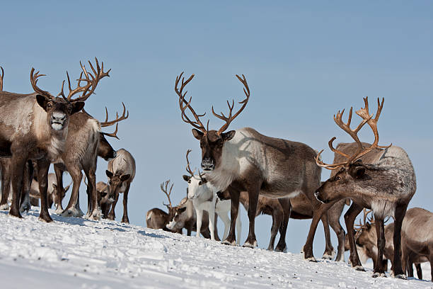 istock Group of caribou 619654644