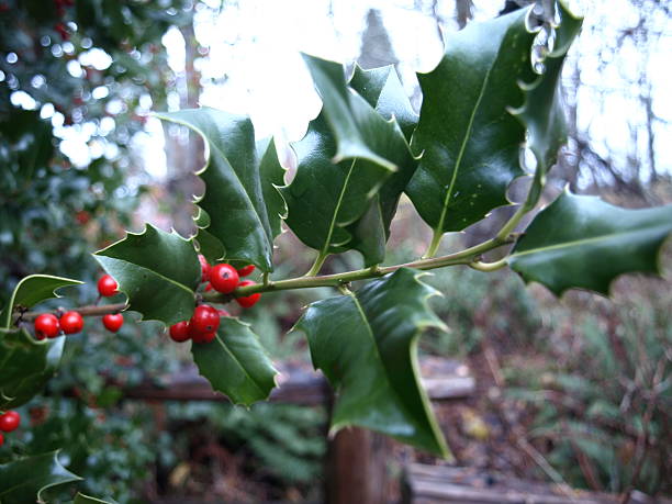 istock Red holly berries on a lush green holly tree 619655224