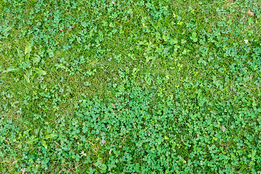 Grass. Close up. Background