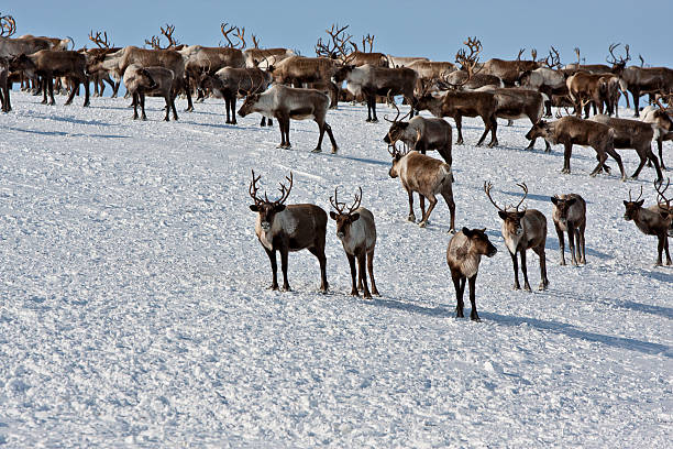 istock Group of caribou 619655446