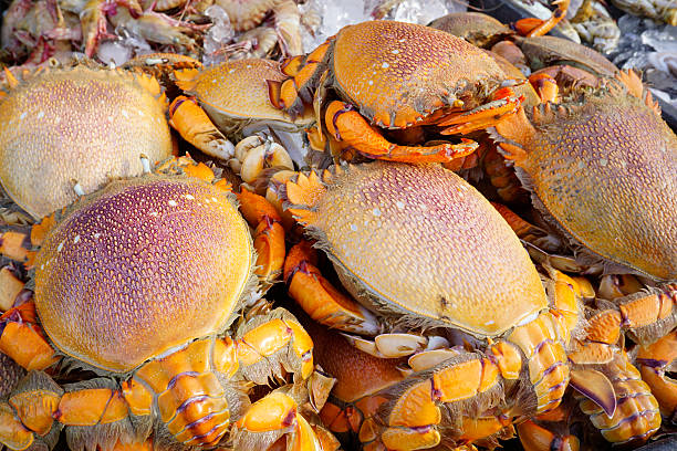istock colorful fresh orange crab 619655504