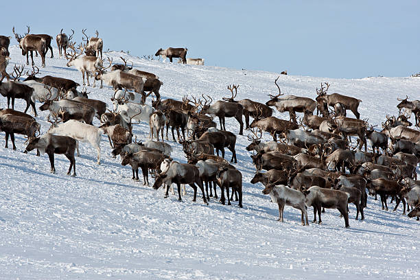 istock Group of caribou 619655542