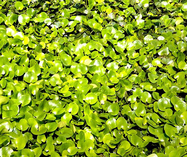 바하이 잎  - water lily floating on water lotus leaf 뉴스 사진 이미지