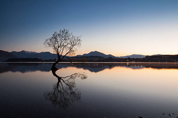 istock Wanaka tree in New Zealand 619655910