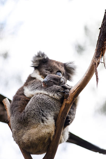 istock Koala holds baby in Tibbinbilla nature reserve 619656482