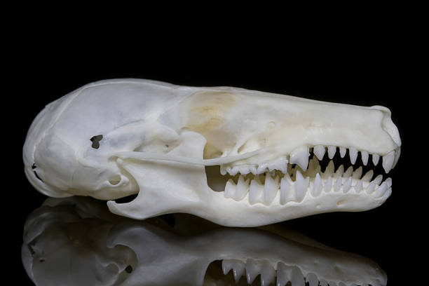 istock Animal Skull on Black Background - Townsend's Mole 619656532