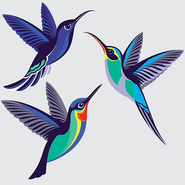 zestaw kolibrów - violet sabrewing, zielony pustelnik, ognisty koliber - stado ptaków ilustracje stock illustrations